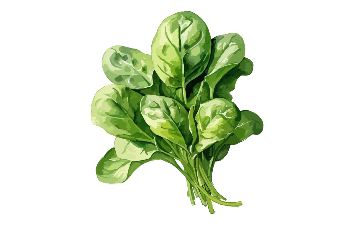 Spinach