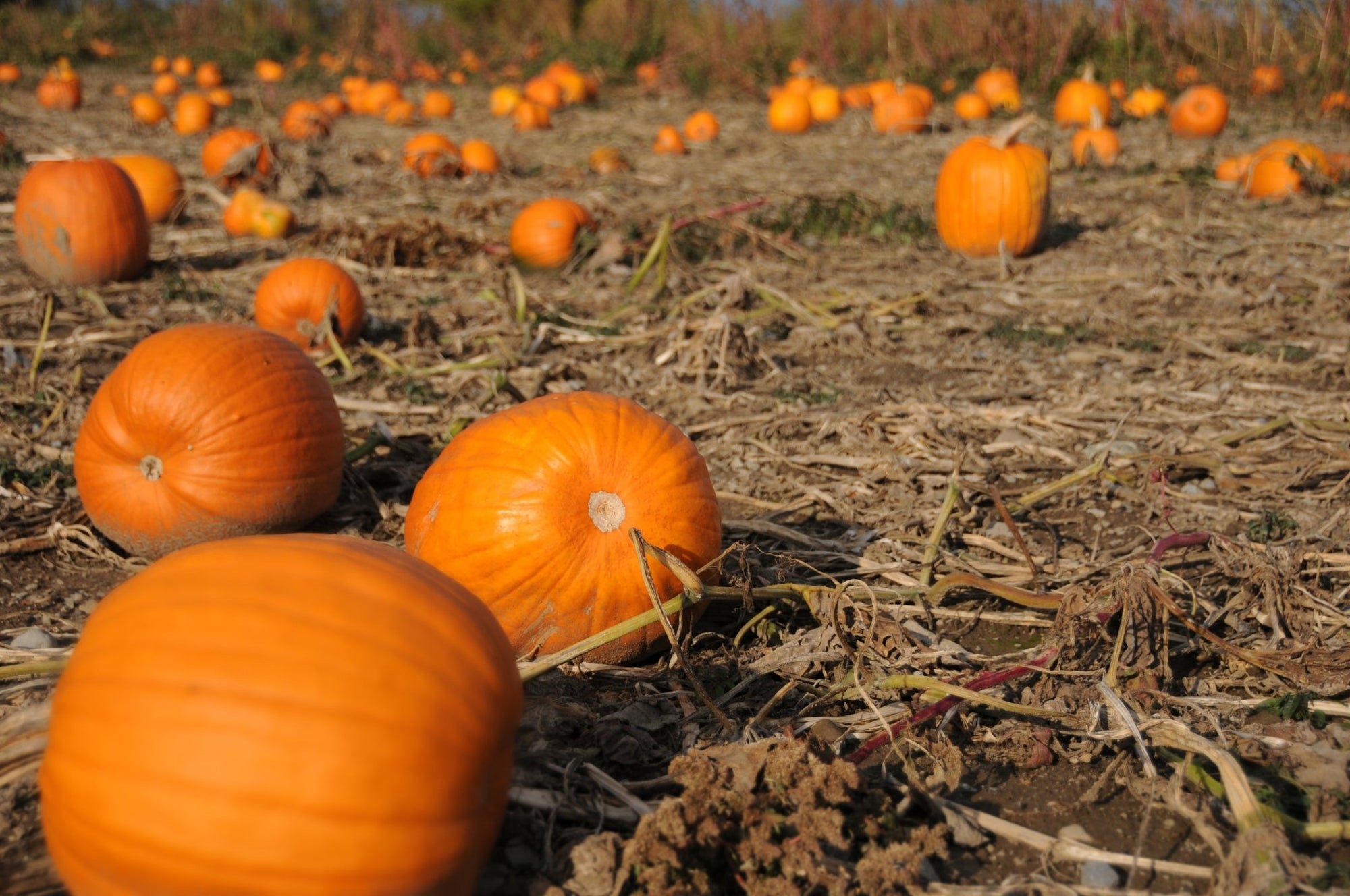 14 Uses for Your Post-Halloween Pumpkins