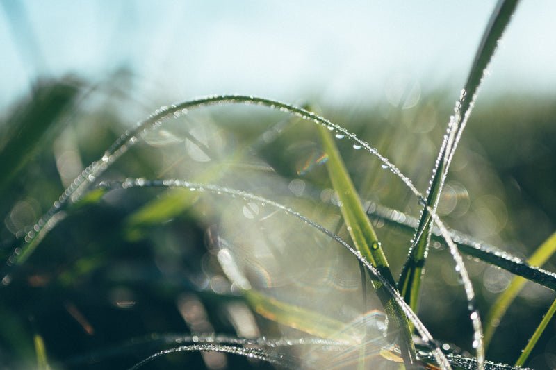 Leaves with water droplets