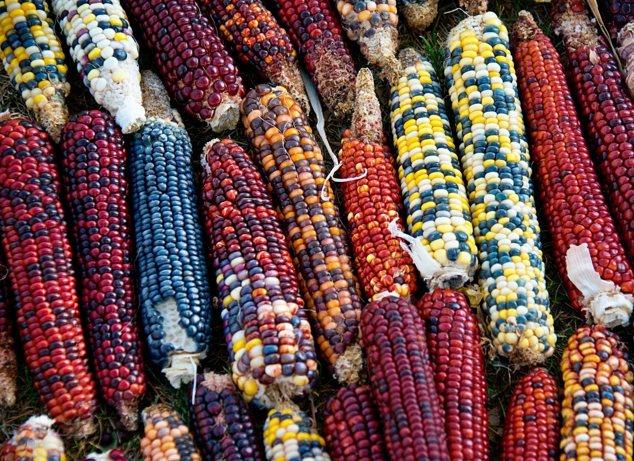 The Evolution of Corn