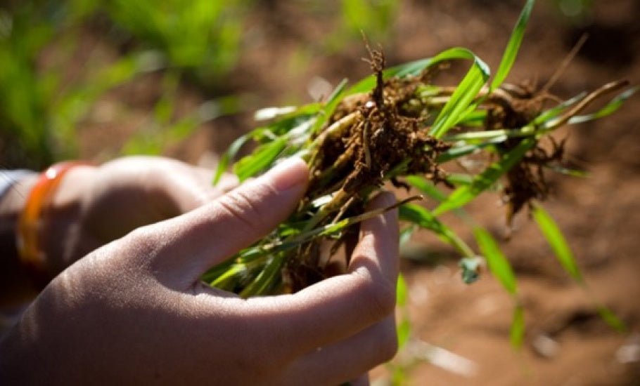 The results are in: Discover the latest organic oat breeding research from OSC III