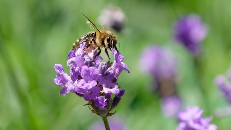 Are Robo Bees the Answer to Bee Decline?