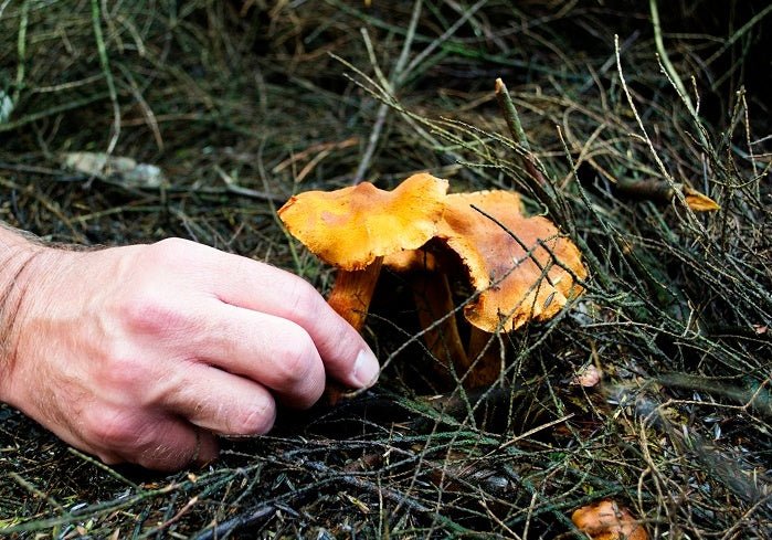 How to Forage for Wild Mushrooms