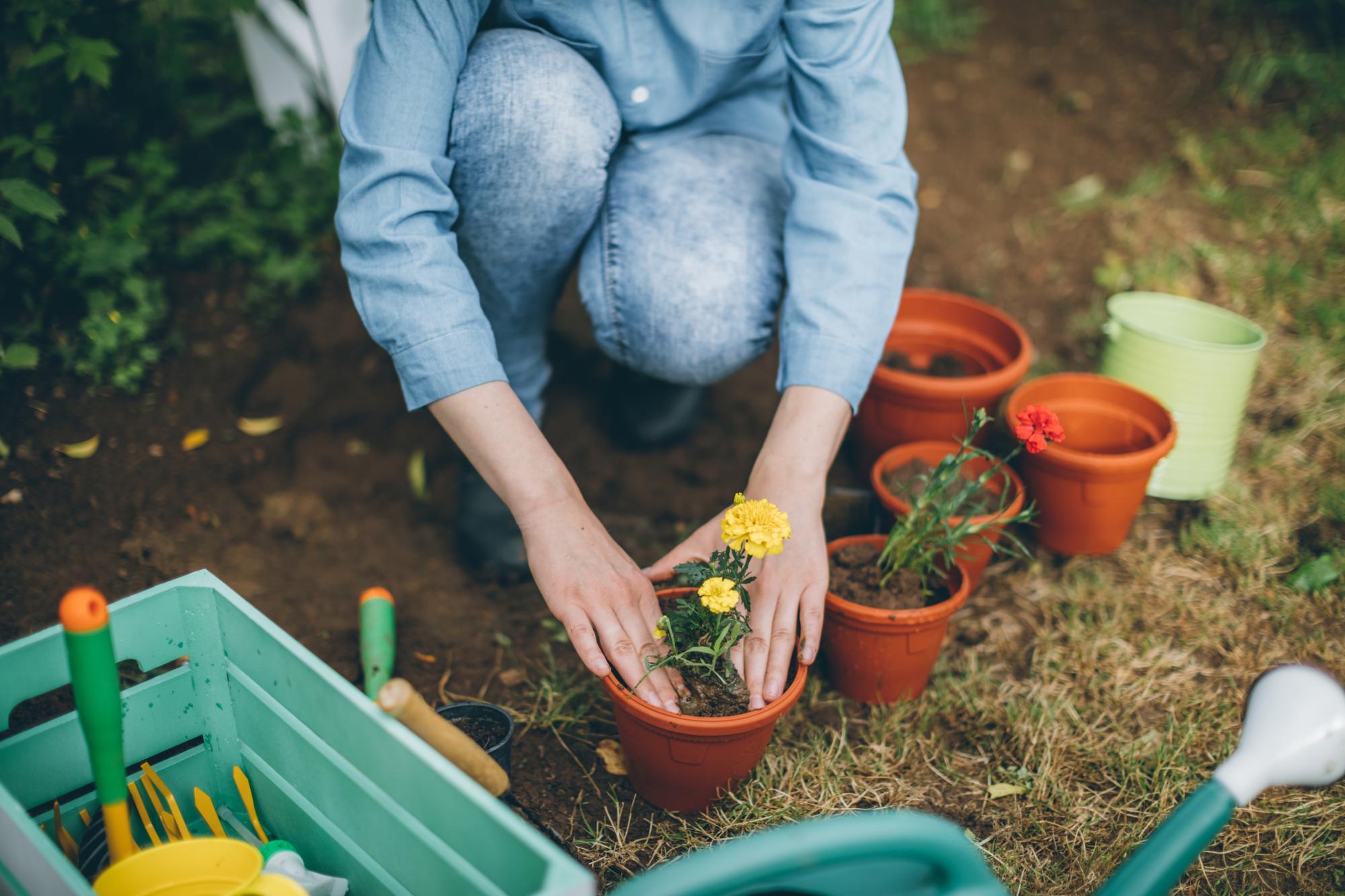 Understanding Plant Patents for Your Organic Garden