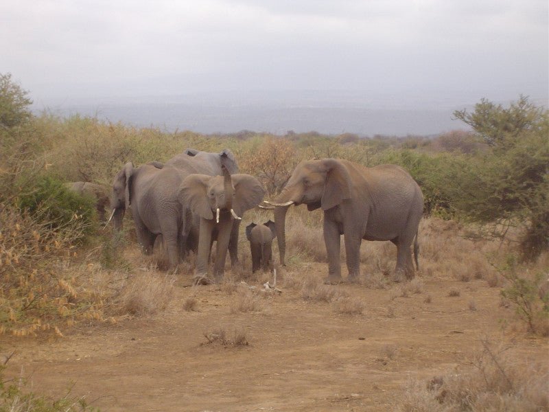 How the African Wildlife Foundation Empowers Kids to Conserve Nature