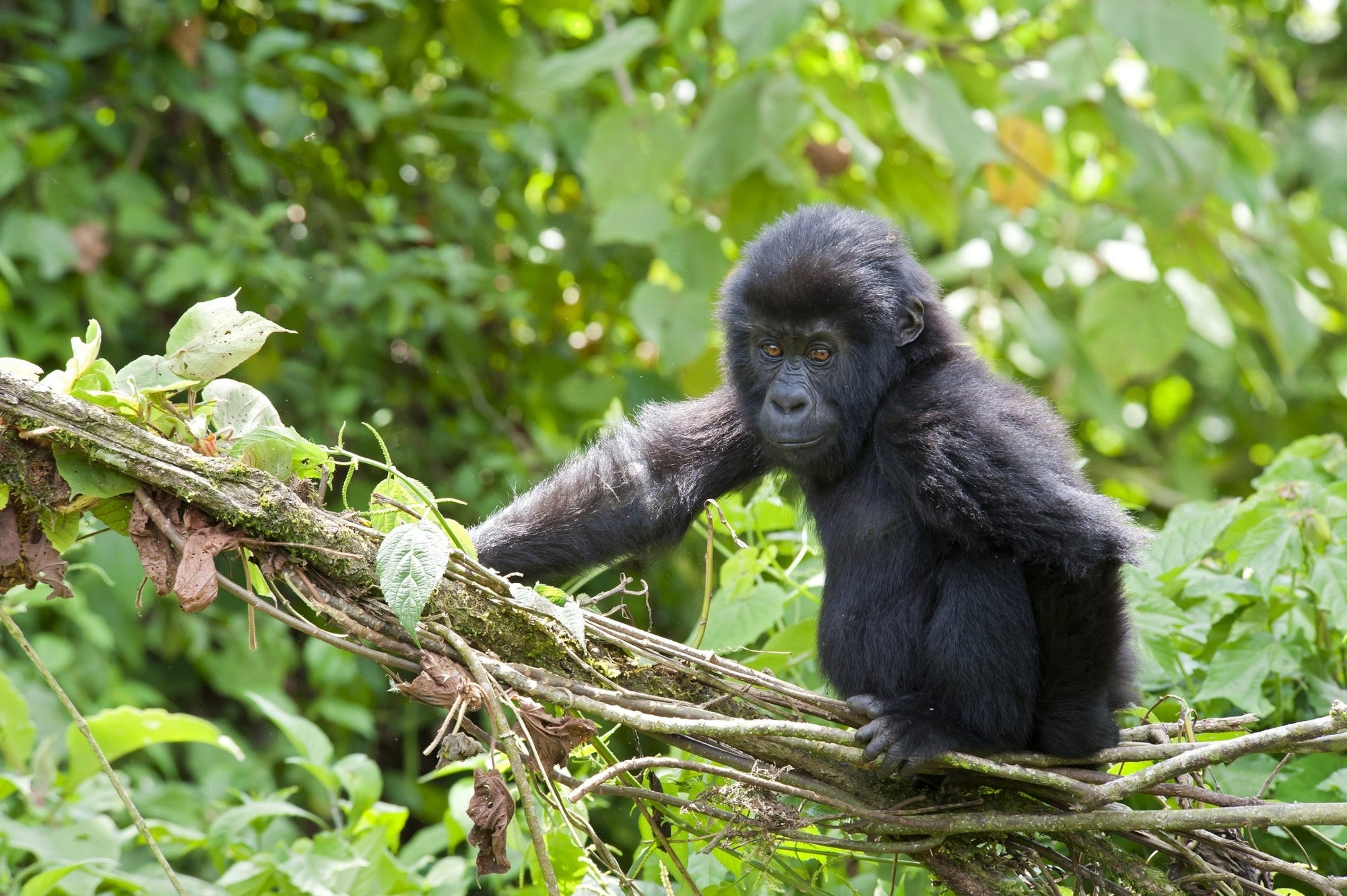 Protecting Gorillas With the Dian Fossey Gorilla Fund