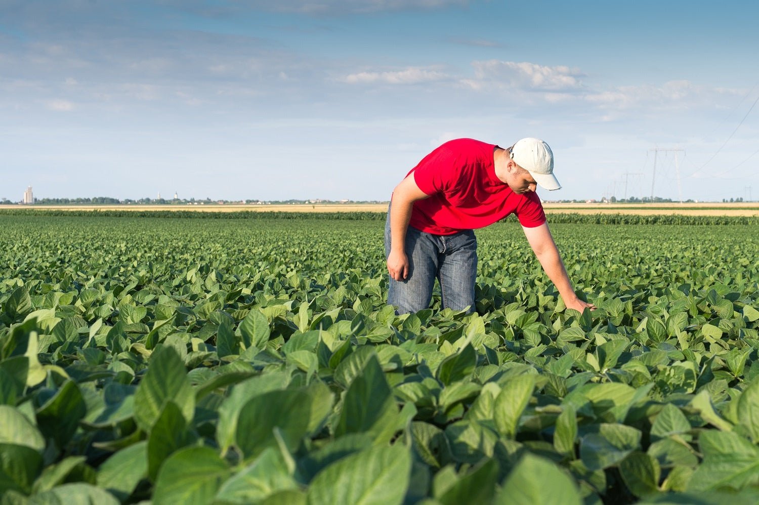 Is Organic Farming Just a Trend?