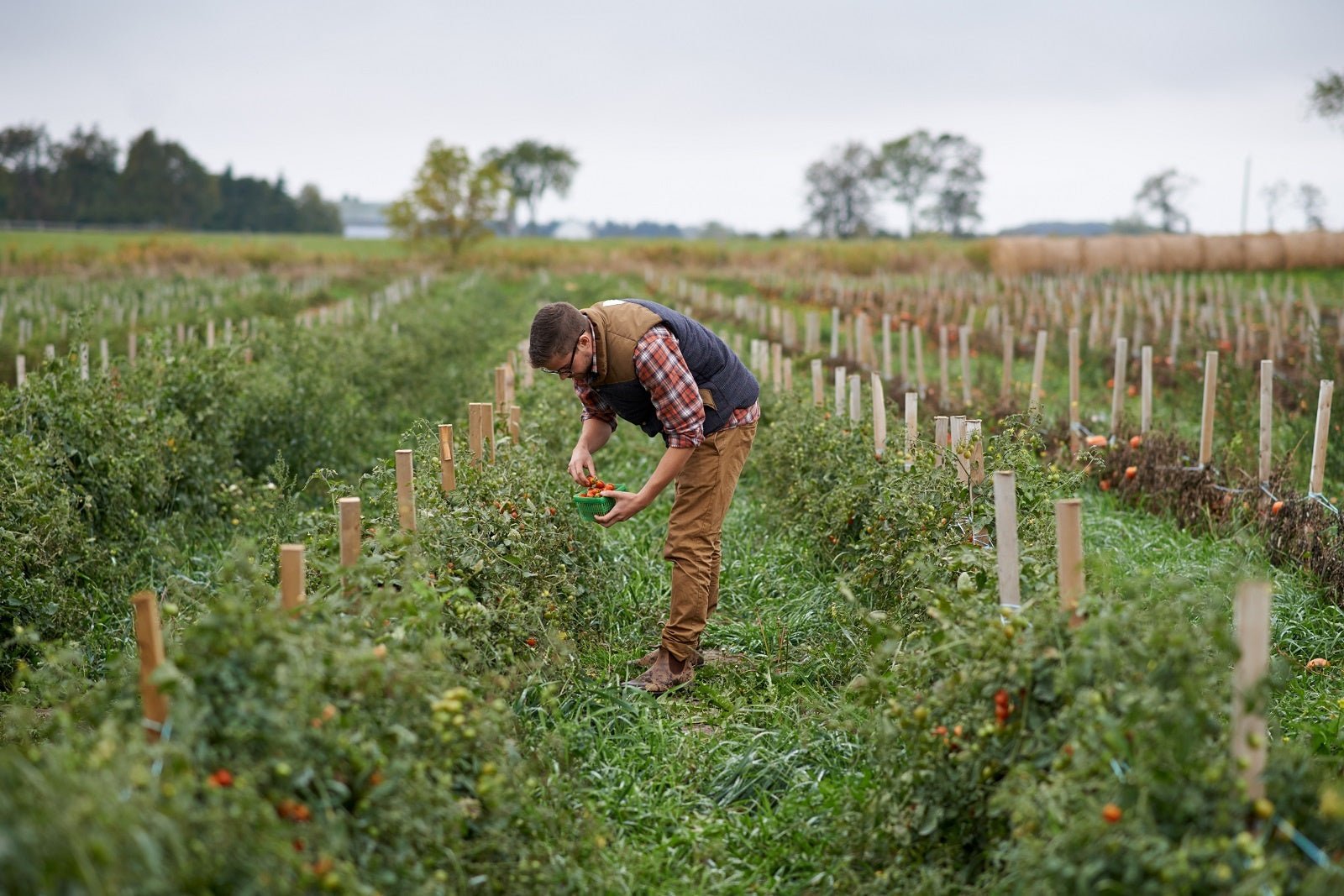 The Economics of Organic Farming