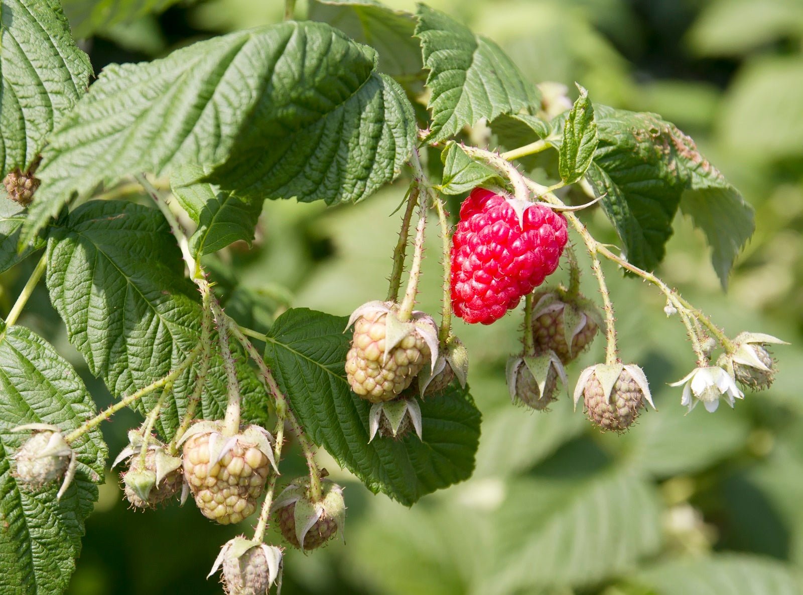 Perennial Food Crops