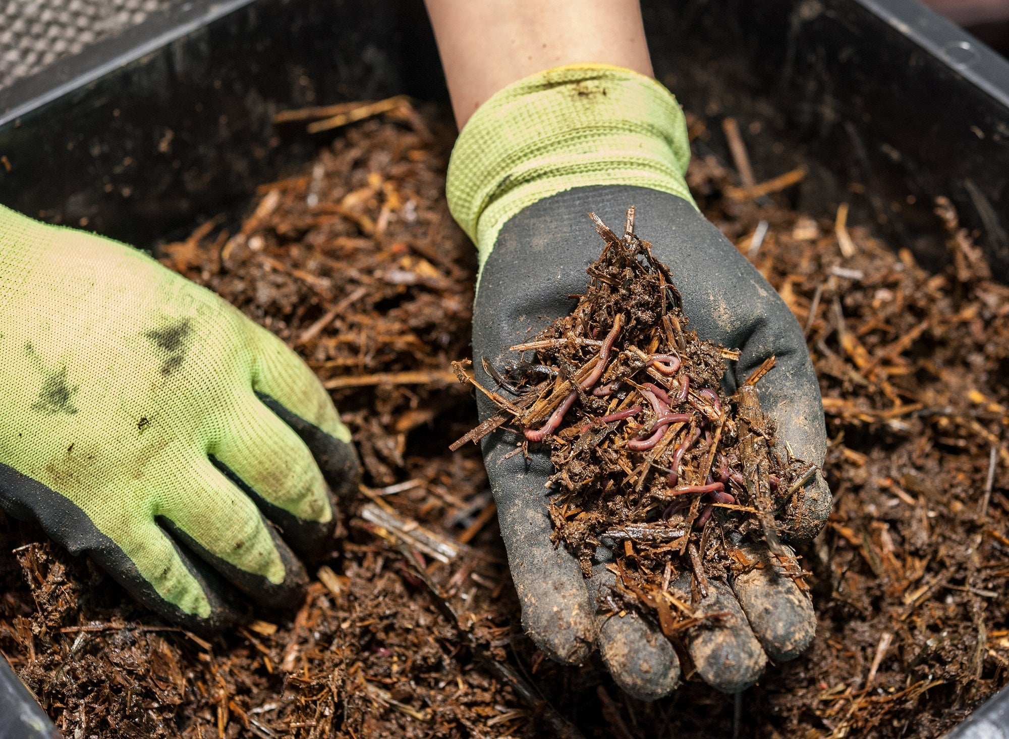 The Basics of Composting