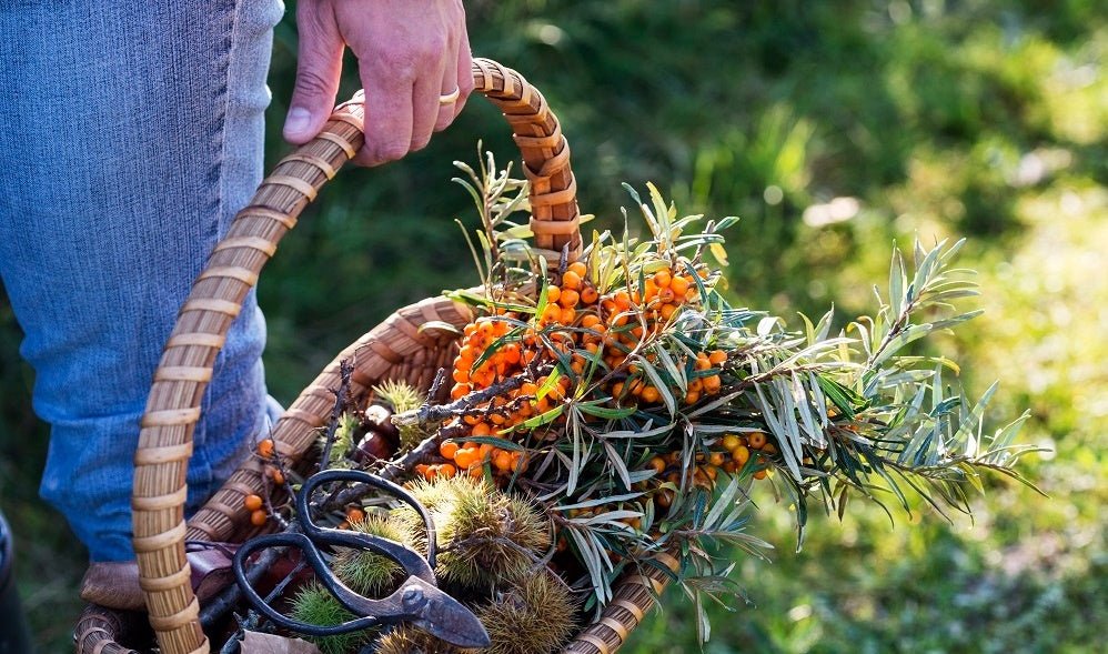 A Guide to Foraging Wild Edibles