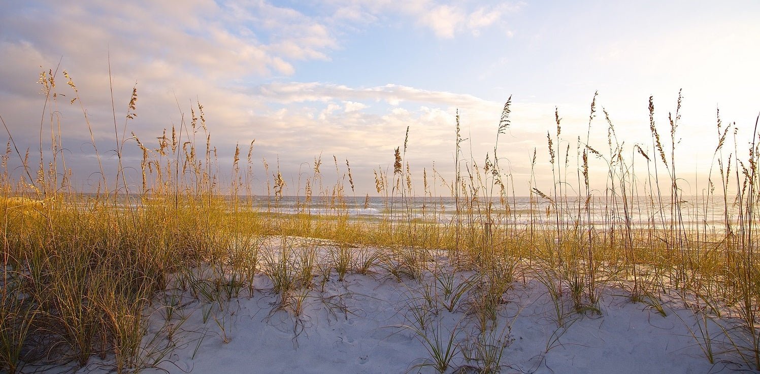 Organic Farming Can Help Save the Gulf of Mexico