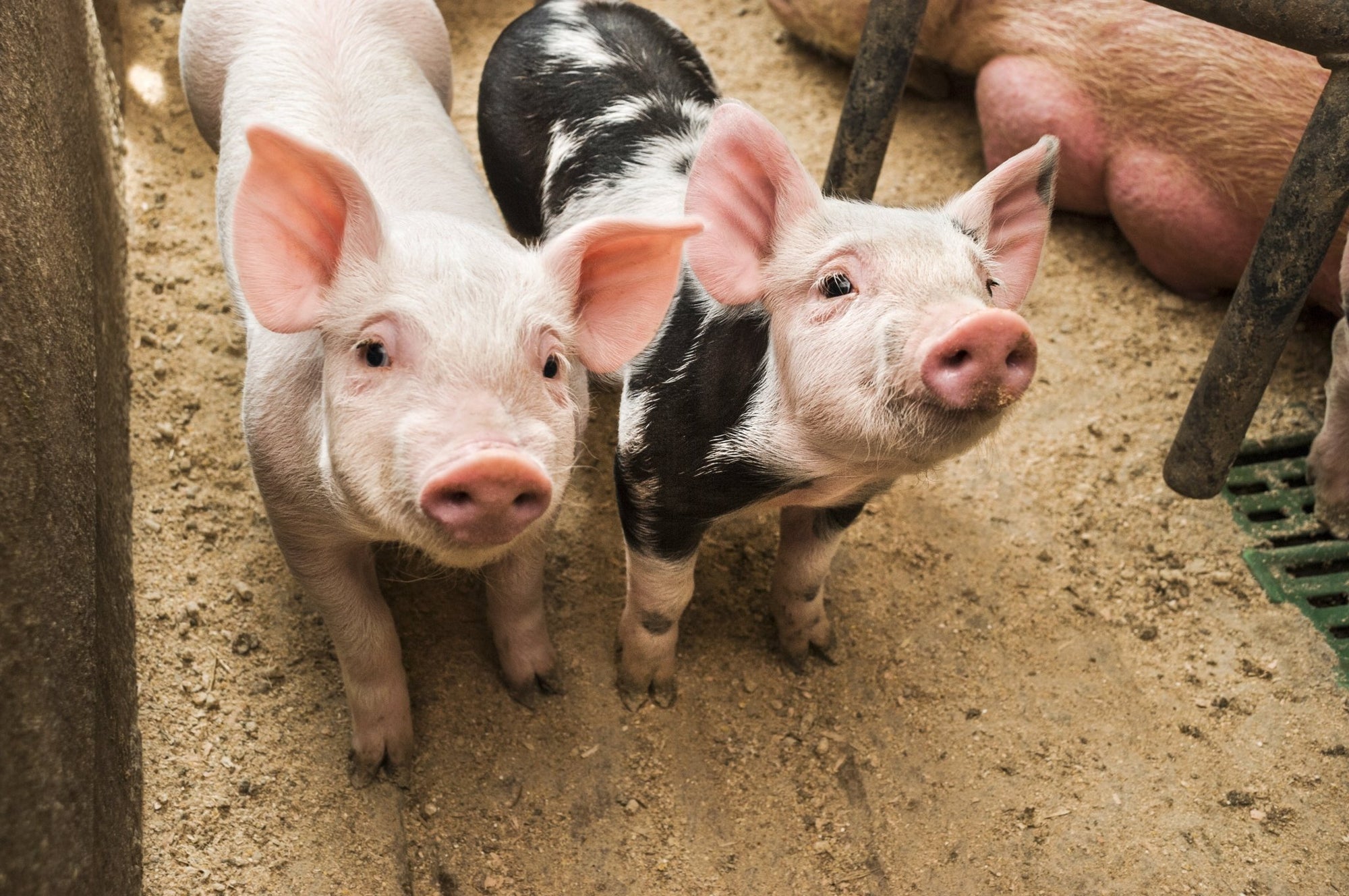 The Concerning Use of Antibiotics in Animal Agriculture