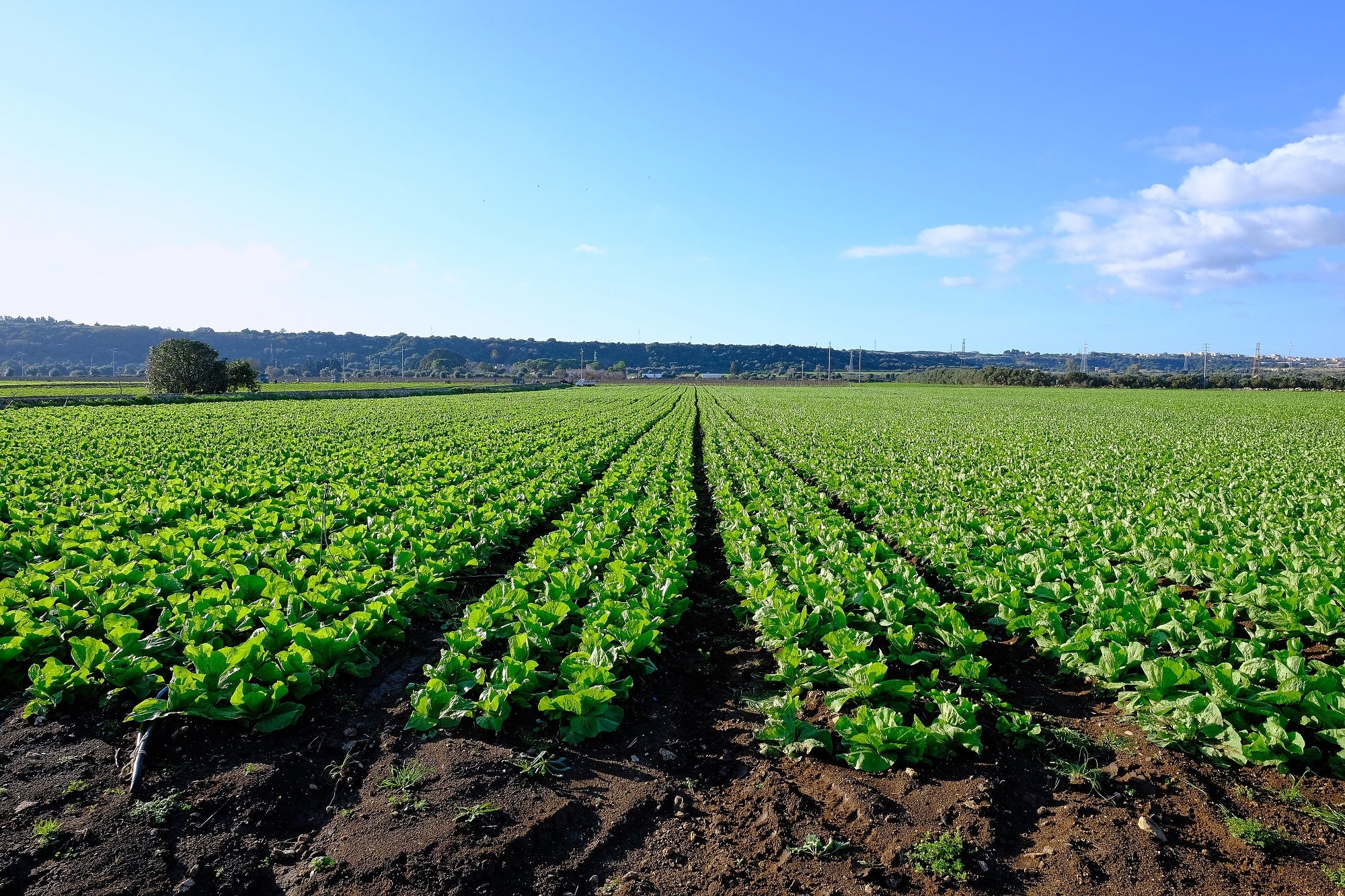 How Organic Farming Supports the Paris Climate Agreement