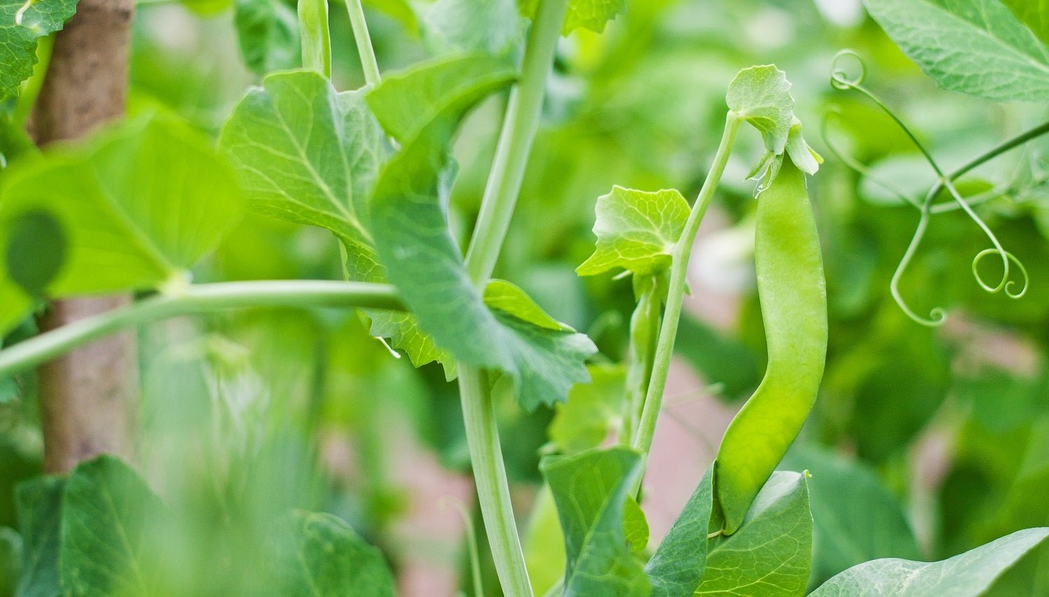 How to Grow a Cover Crop this Fall