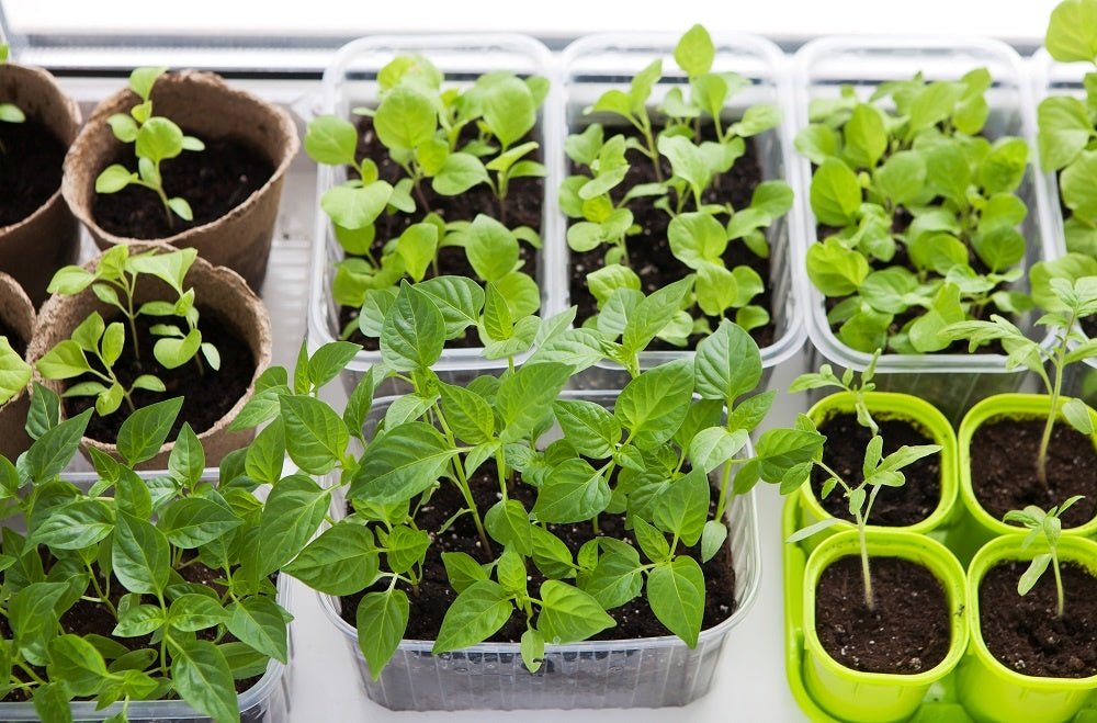 A Complete Guide to Indoor Gardening