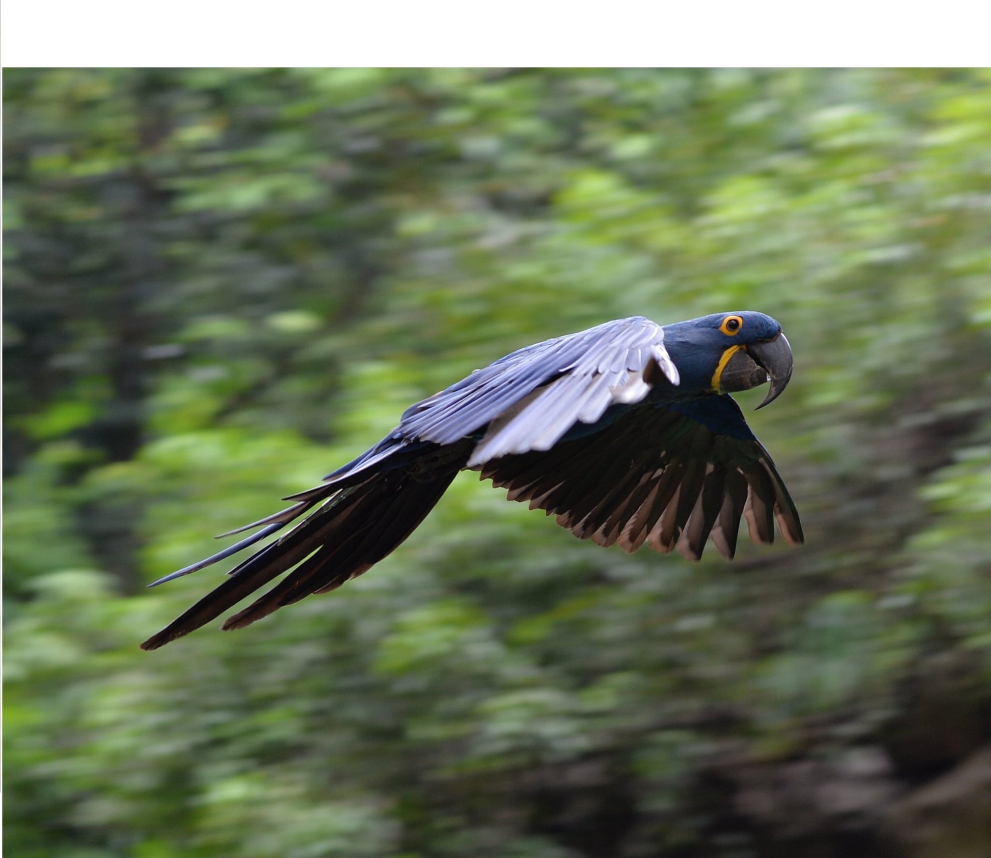 Meet the Blue Macaw