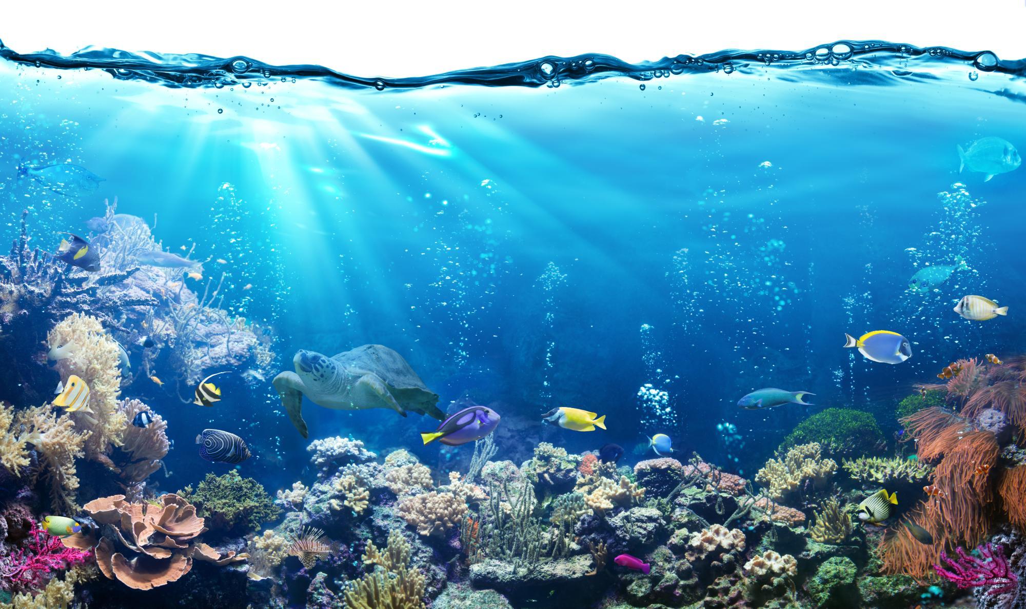 15 Engaging Activities for Kids To Learn About the Ocean Ecosystem