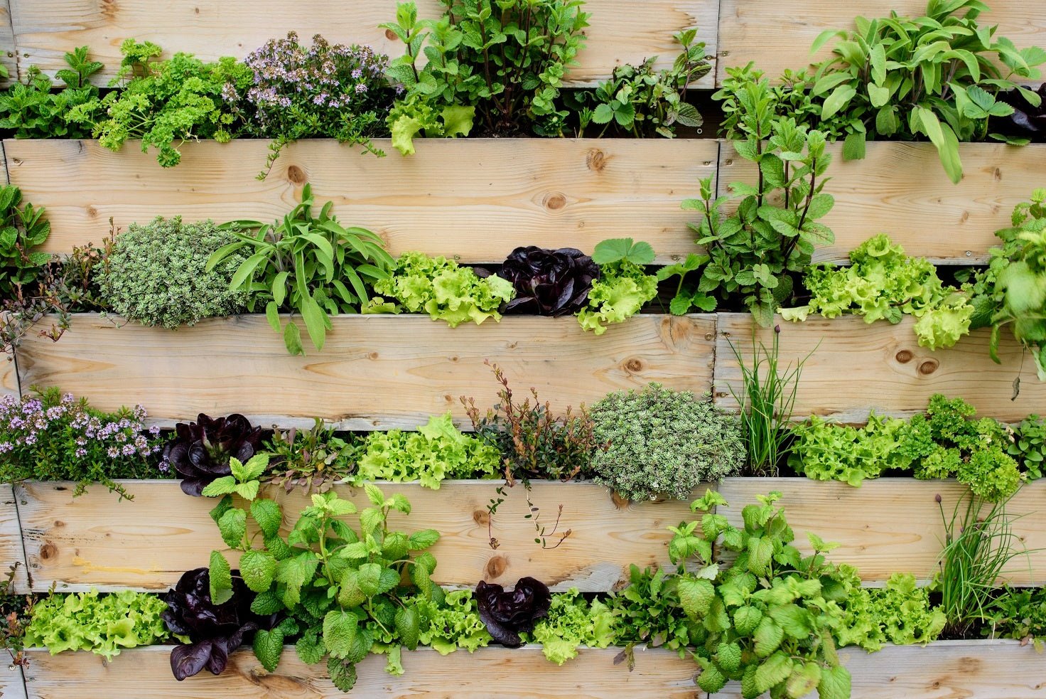 Harvest More With Vertical Gardening