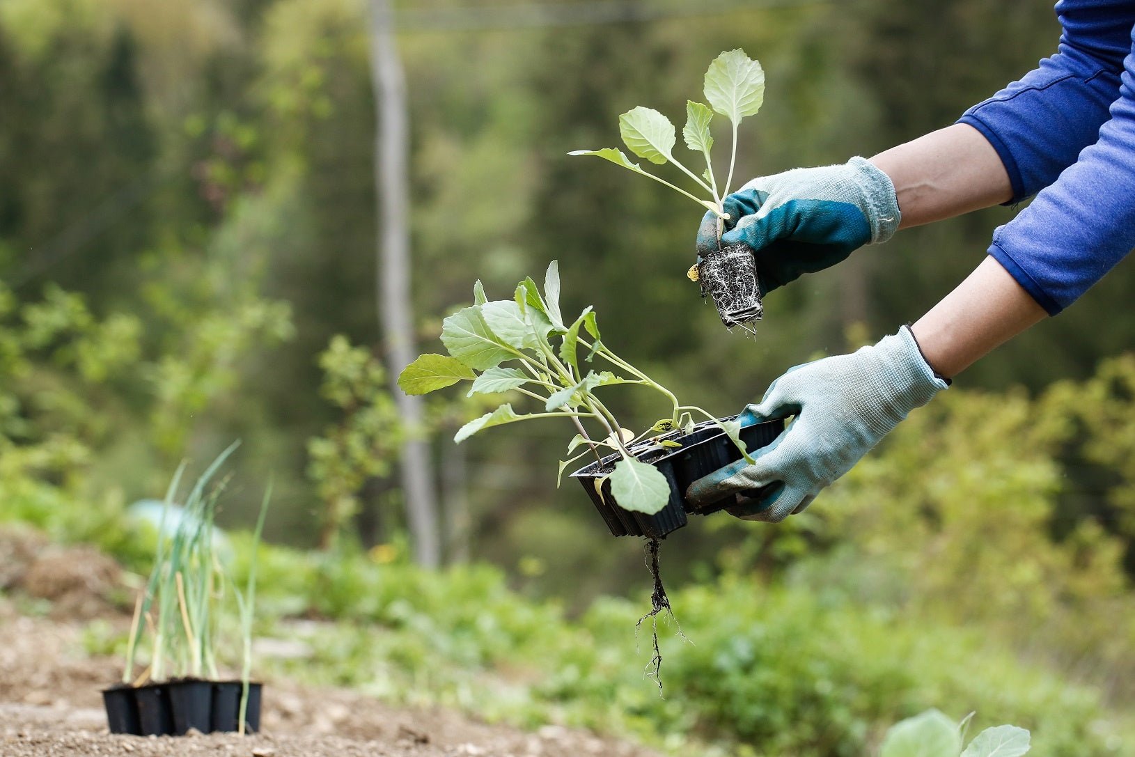 April Organic Gardening Chores