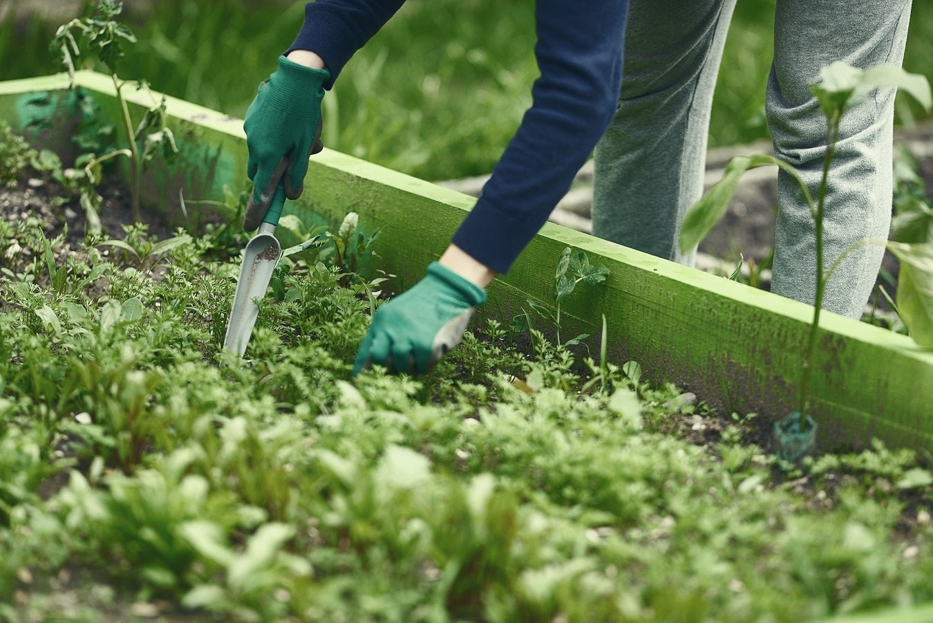 How to Plant Your First Organic Garden