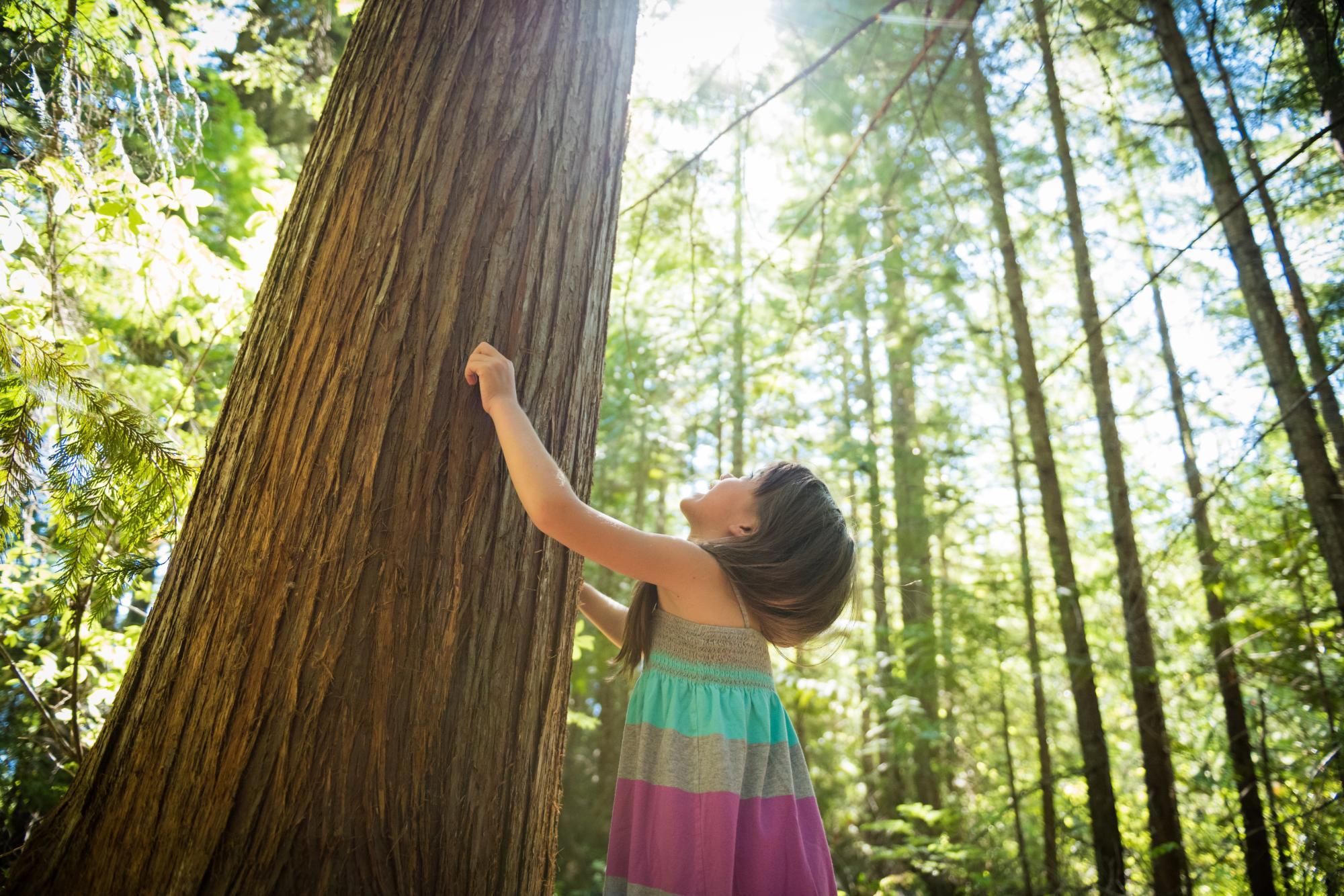 20 Awesome Activities for Kids to Learn About Forests