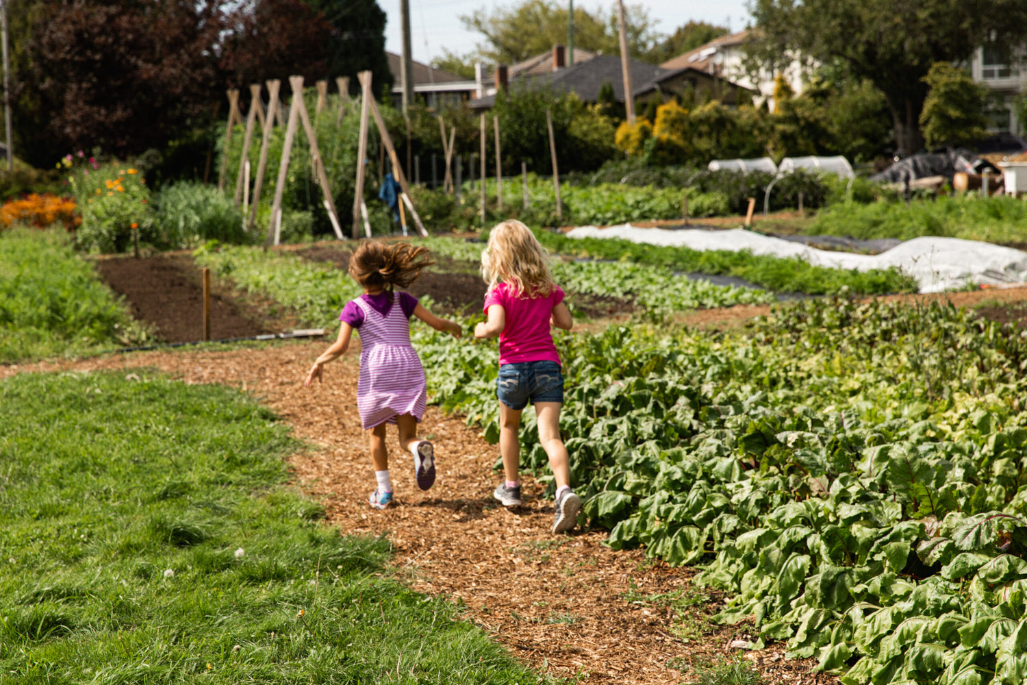 Fresh Roots Urban Farm